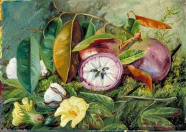 Feuillage, fleurs et vaisseaux de graines de coton et fruits de