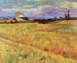 Champ de blé