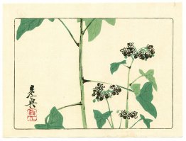 Plante à fleurs - Hana Kurabe