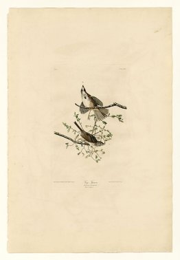 Planche 25. Chanson Sparrow