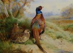 Faune