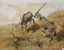 Zwei antilopén