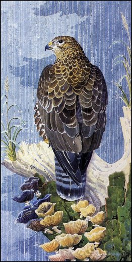Buzzard sous la pluie