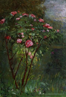 Rosier en fleur