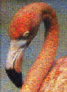 Flamant