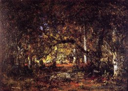 À l'intérieur de la forêt