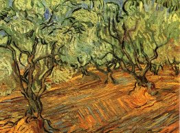 Olive Grove - ciel bleu vif