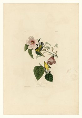 Plaque 20. Paruline jaune à ailes bleues