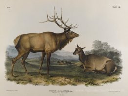 Wapiti américain