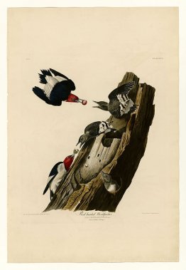 Planche 27. Pic à tête rouge