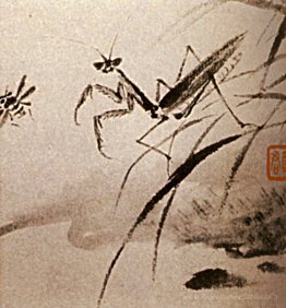 Études sur les insectes, Mante