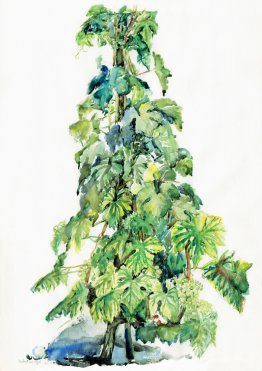 Vine-stock à printemps - aquarelle en Suisse