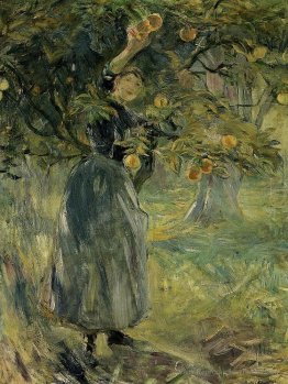 Le cueilleur d'orange