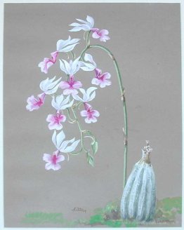 Orchidées blanches