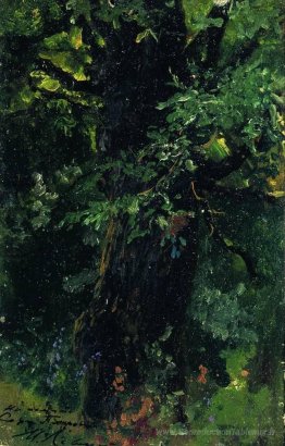 Trunk en chêne au début de l'été