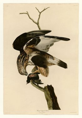 Plaque 166 Falcon à pattes brutes