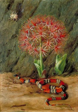 Flor Imperiale, serpent corallien et araignée, Brésil