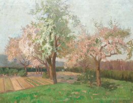 Les cerisiers fleurissants