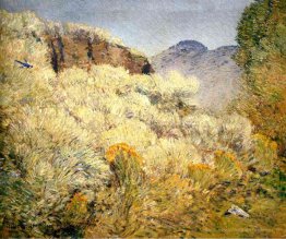 Désert de Harney