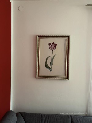 Tulipe