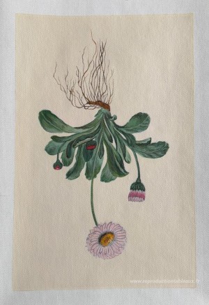 Fleurs avec racines